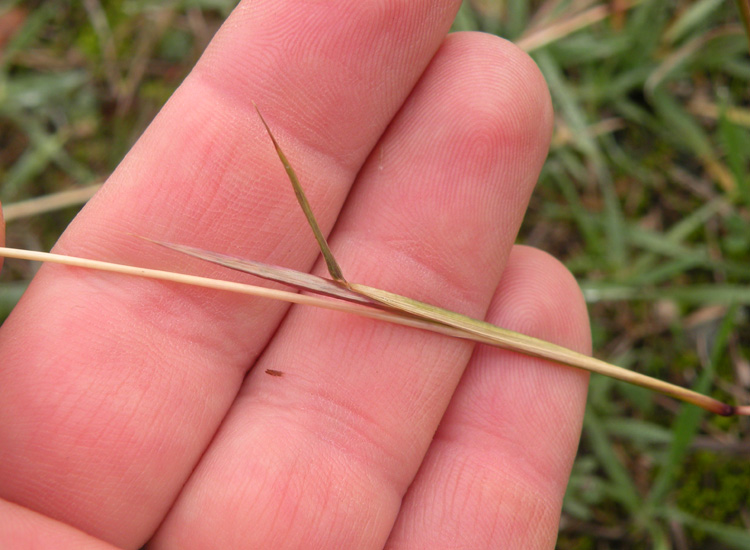 Bothriochloa ischaemum / Barboncino digitato